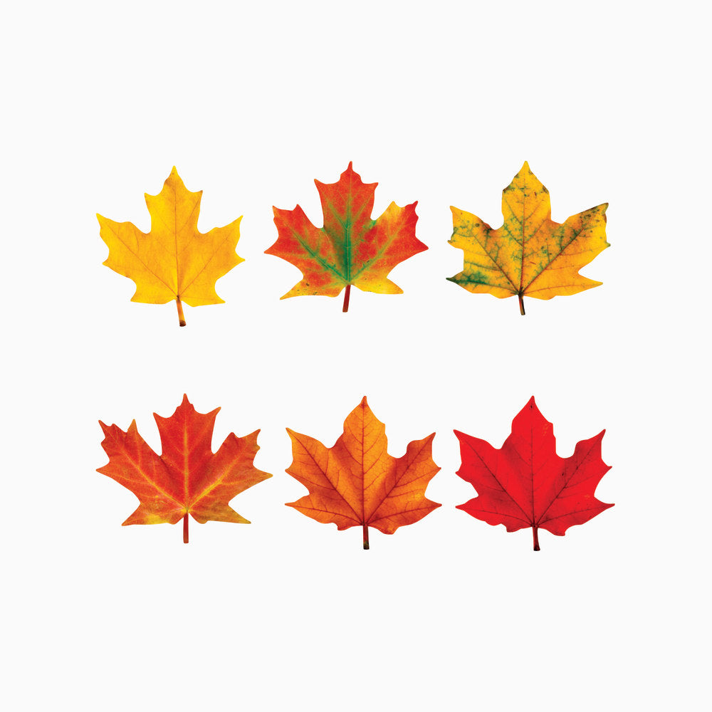 Trend Classic Accents Variety Pack, Maple Leaves, Pack Of 36